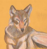 Wolf sleeping